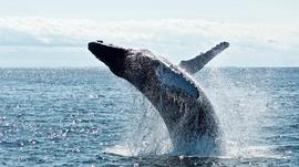 几度穿越牛熊的加密「看门人」Whale Alert_ALERT:ERT