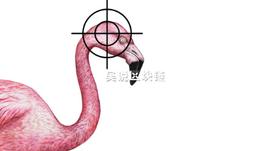 Neo重金打造的Flamingo火烈鸟为何陨落？_DEFI:WDEFI