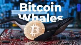 最新报告：BTC分布日趋集中，排名前2%的地址拥有BTC总供应量的95%_BTC:Eclipse