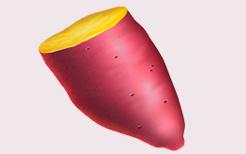 ?YAM：AMPL的新变种_YAM:AMPL