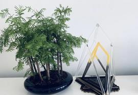 EOS两周年：柚子向下发展的三大迹象_EOS:Wrapped Star