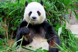 以基金销售切入C端，「Token Panda」想做区块链版支付宝_TOKE:KEN