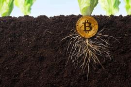 观点 | 为什么说比特币的打浦路（Taproot）比你想的宽_ROO:OIN