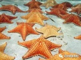 海外疫情仍在蔓延，去中心化组织是否就此崛起？_DAO:区块链