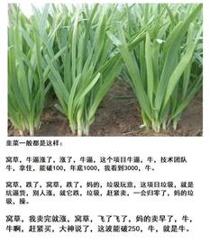 币圈行情被人为诱导，对于韭菜们来讲公平什么时候能到来_比特币:狗狗币