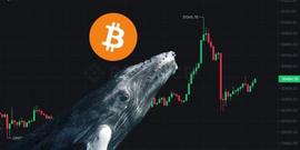 比特币冲高3.1万后急坠！巨鲸三周已吸筹7.1万枚BTC_MENT:TIMO价格
