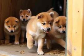 Shiba Inu、币安创新区和 SHIB 价格走势:探索联系_SHI:ShibaInu Finance