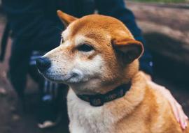 Shiba Inu的测试网Puppynet在Shibarium主网之前看到活跃度上升_SHI:ARI