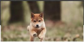 狗狗币（DOGE）前景：历史模式表明价格爆炸性飙升_狗狗币:DOGE