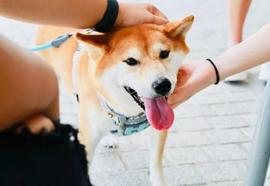 「崛起社区」Shiba Inu：近48K地址现已盈利_SHIB:SHIBSC