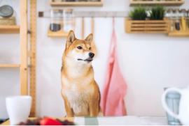 最佳投资加密货币：Shiba Memu、SingularityNET_人工智能:LarryCoin