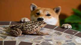 Meme 币 PEPE 和 SHIB 本周上涨两位数_SHI:PEPEMO