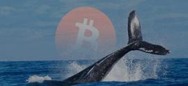 大鲸鱼抛售比特币、ETH、UNI进本币！_PEPE:cointiger交易所钱包地址