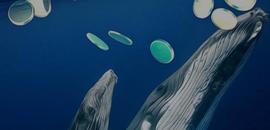 鲸鱼现在关注的是哪些币？这些币会起飞吗？_ADA:LINK