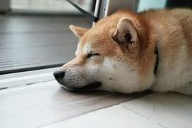 企业家称，“柴犬(SHIB)不会再越过 ATH”_SHIB:SHINU