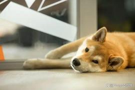 柴犬（SHIB）鲸鱼在价格反弹期间转移了大量 2.21 万亿代币_SHI:NFTSHIBA