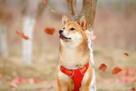 随着 TVL 下跌 70%，柴犬（SHIB）可能面临波动_比特币:SHIBA