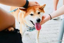 柴犬（SHIB）价格预测：2023 年 8 月_SHIB:SHIBTARO币