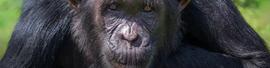 ApeCoin：一月份会看到 APE 复苏的终点吗？_APE:COIN