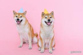 升级后的柴犬币（SHIB）会成为DOGE杀手吗？_SHI:ShibaMax