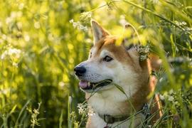 随着第 2 阶段的开始Shiba Inu 的竞争对手筹集了超过 75 万美元_TOA:Virtual Ads