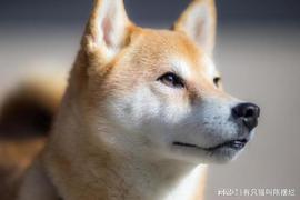 Shiba Inu 事件提高了 24 小时燃烧率激增 26,000% 的标准_SHI:shibla币今日行情