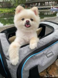 狗狗币的狂欢还好延续吗？_狗狗币:ORT