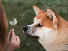 Shiba Inu 的元宇宙更新能否帮助 SHIB 继续牛市反弹？_SHI:shikoku币如何购买