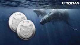 Shiba Inu鲸鱼在Shibarium新闻后增加更多SHIB至2.25万亿头寸_SHIB:Shibacock