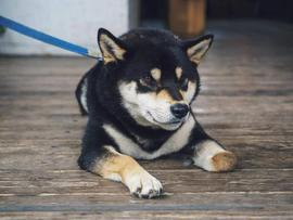 Shiba Inu「SHIB」持有者，请享受这个新更新_SHI:SHIBA