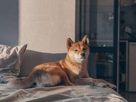 SHIB成功成为以太坊前500大鲸鱼持有的鲸鱼的首选_SHIB:AINU
