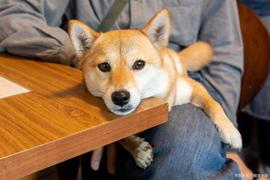 柴犬和狗狗币持有者对 SmarterWorx 的兴趣正在回升_加密货币:SHI
