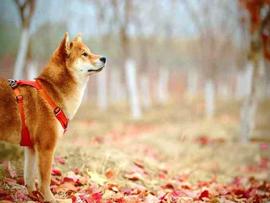 在 Shibarium 的测试版发布后解码 SHIB 的性能_SHIB:BONE