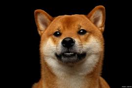 Shib和 Doge投资者围绕 SPCT及其 37.5% 的回报率大肆宣传_PCT:ECTR币