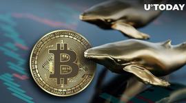 中本聪时代的比特币鲸鱼搅动，铲除大量比特币藏品_比特币:NCHAIN