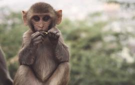 ApeCoin的冒险可能会引起鲸鱼的注意，公牛为什么跟随鲸鱼？_APE:APEPE价格