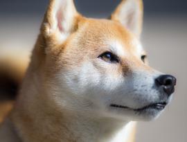SHIB和 Shiba Eternity 全球发布的一切_SHI:Ainu Token