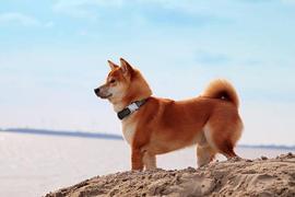 SHIB 进入临界区，Shibarium 测试版可能会在本周发布？_SHI:SHIB