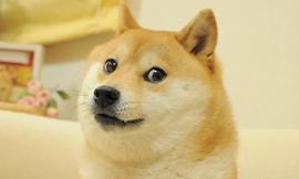 随着马斯克推特收购效应消退，256M狗狗币转移到币安和Coinbase_狗狗币:dogechain币价格