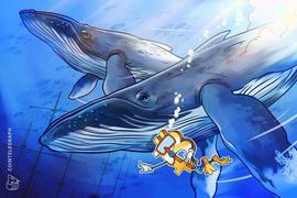 为什么比特币鲸鱼要增持 BTC？观看市场报告_ETH:怎么挖以太坊币