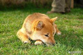 狗狗币 (DOGE) 2025-2030 年价格预测：DOGE 离底部有多近？_狗狗币:加密货币