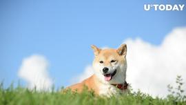 在指控中，Dogechain (DC) 价格持续飙升_GEC:catecoin币最新消息