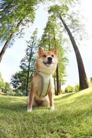 Floki Inu 在发布 Elon Musk 的推文后飙升 58.43%_FLO:FLOKI