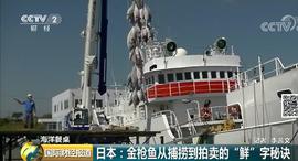 日本金鱼供不应求 人民币100元/公斤!为啥卖得这么火?_金鱼:COI