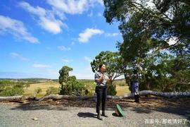 这里最贵的羊驼160万一只，可人们最初养它们的初衷却是为了省钱_比特币:BTCA币