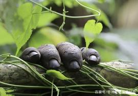 东非6国之乌干达观感_POS:vsys币有没有商业应用价值