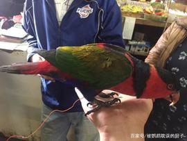 超市门口有人卖鹦鹉，报价15元人民币，吸蜜鹦鹉该不该买？_亚马逊:300