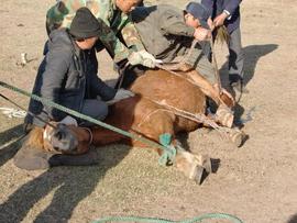 上世纪流行于农村的“走骟”，牲口走着走着就被骟掉了｜百家故事_ION:ZION币