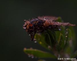 昆虫生产以及昆虫生产学_PAS:ELLA