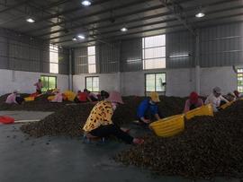 中国槟榔简史：从贡品到7亿人消费，百亿产业走到十字路口_ABD:DNA币靠谱吗